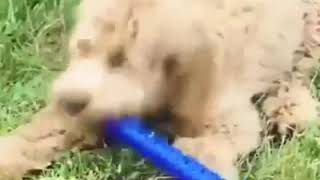 Dog Toothbrush Chew Toy