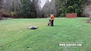 Protection Dog Board and Train at Audax K9 Academy