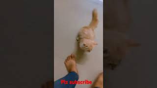 Main agar sitaron se chura kar laun Roshani #love #cat baby #funny #viralvideo #shortsvideo