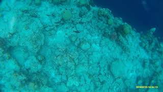 Omadhoo snorkel5 rif