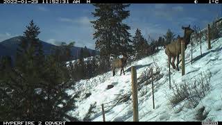 Elk at Staple-lock fence feature - Wycliffe Conservation Complex