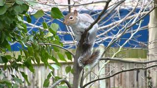 Two squirrels in the tree