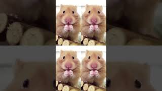 Hamster 🐹 Yum yum 🥕🤗