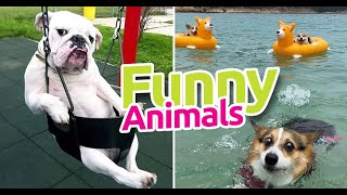 #2 FUNNY ANIMAL MEMES COMPILATION of October 2022