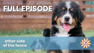 "She had her puppies in a frozen hole" - Other Side of the Fence (Full Episode S1 E5)