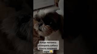 Умная  и забавная собака щитцу ☺️ #забавныемоменты #песики