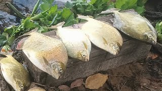 Só os Pacus brutos do rio, pescaria caipira. #pescaria #pesca #fish #fishing