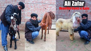 Beautiful Amritsari Beetal Goats & Kajla Chatra Of Ali Zafar Lahore 2023