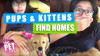 Impossible Try Not to Aww | Puppies and Kittens Find Homes