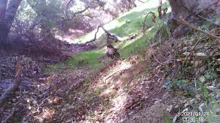 Red Tail Hawk Feasting