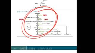 Amino acid derivatives|very important topic for cpsp/fcps exam| first aid USMLE pg 83