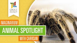 Imaginarium Animal Spotlight: Dewey the Chilean rose haired tarantula