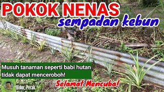 POKOK NENAS | SEMPADAN KEBUN