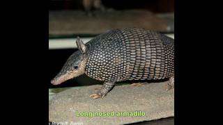 Long nosed armadilo hunt #hunting #armadillos