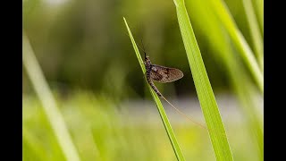 Adaptations to aquatic and aerial life in mayflies   Isabel Almudi