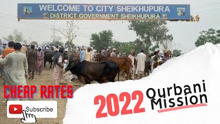 Sheikhupura Mandi Me Qurbani Ka khubsort Janwar | Eid 2022 | Khubsurat Bachray | Ar Malik vlogs