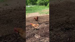 Chicken Helpers!!! ♥️ #garden