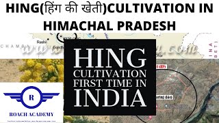 HING cultivation in INDIA | Himachal Pradesh |