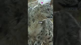 5 Unknown Facts About Snow Leopards!