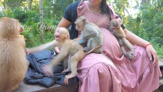 Baby Angela and Shakira are angry with Franka who is here trying to get milk from KT mom too.