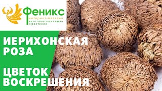 Иерихонская Роза - Цветок Воскрешения