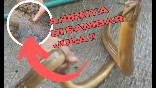 AHIRNYA‼️ DI SAMBAR JUGA SAMA BELUT SAWAH