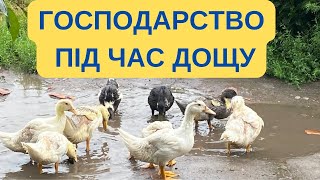 ГОСПОДАРСТВО ПІД ЧАС ДОЩУ@kyruvgaragi