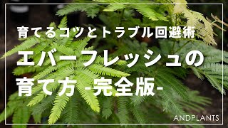 【これだけで完璧】エバーフレッシュの上手な育て方をプロのバイヤーが紹介します！｜葉落ちの原因、剪定