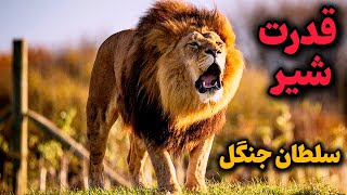 قدرت شیر چقدره؟ آیا شیر لایق عنوان پادشاه جنگل هست؟!