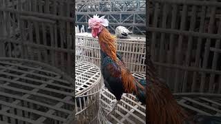 manok panabong na pula taka indonesia po, mabuhay kabayan, ako si ay agung taka indonesia po