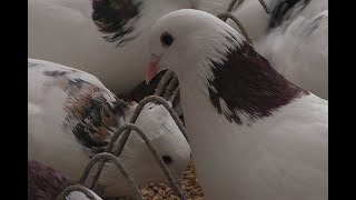 УНИКАЛЬНЫЕ  БОЙНЫЕ ГОЛУБИ В МОСКВЕ, ПИТОМНИК МАРКА ЧАСТЬ 3-Я. #pigeons# #Tauben#көгершіндер#