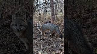 Another Grey Fox! #trapping #greyfox #outdoors