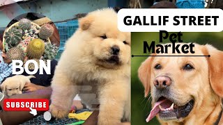 Gallif Street Pet Market🐶 @banita21 #youtube #youtubevideo#ytshorts#pets#dog#kolkata#youtubeshorts