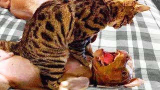 🤣 Funniest 🐶 Dogs and 😻 Cats - Awesome Funny Animals Life Videos 😇