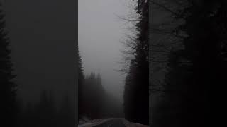 #atmosphere #music #скрябін #fog #forest #horrorstories #карпати #spirit