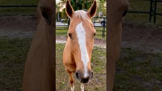 Up close & personal 😆 My #beautiful gentle #giant #horse