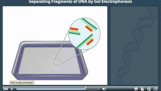 Gel electrophoresis animation