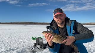 Watch this burbot smash my hook with PIP