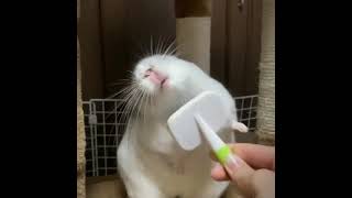 Brushing a soft fluffy pet