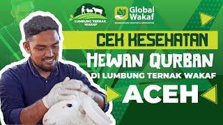 RUTIN CEK KESEHATAN HEWAN QURBAN DI LUMBUNG TERNAK WAKAF ACEH