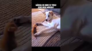 CLOSE NO GATINHO! O que é isso Márcia?? #memes #cat #viral #gatos #shorts