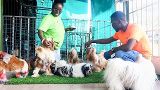 A Thrilling Visit to the Kennel with the 'Best West African' Dog! | Adanfopa Pet Care