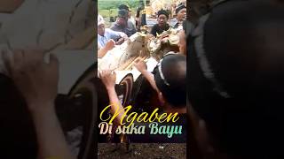 memasukkan jenazah ke petulangan singa sebelum di bakar/kremasi #ngaben #jenazah #hindu #lampung