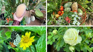 Terrace garden overview! Harvesting fruits from my terrace garden!