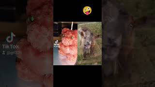 #funnyvideo #funnyanimals