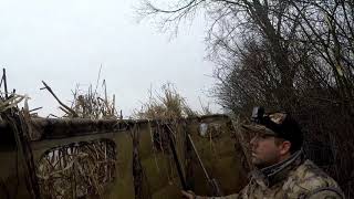 Hedgerow goose hunt (tanglefree panel blind!)