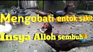 cara mengobati entok sakit | tips pencegahan entok sakit