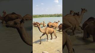 The camel is painfully coming out of the water #shorts #shortsvideo #youtubeshorts