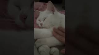 🐈🐈🐈#котики #коты #кошкивидео