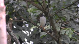 Semiplumbeus Hawk (Leucopternis semiplumbeus). Birdwatching Costa Rica